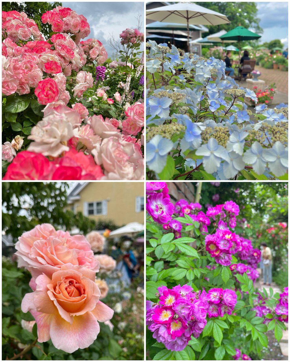 Promo_Hirakawa's tweet image. ここは平川市ですよ〜🌹🌹🌹

バラなどの花々が見頃です！！

#opengarden
#大きなくりの木の下で