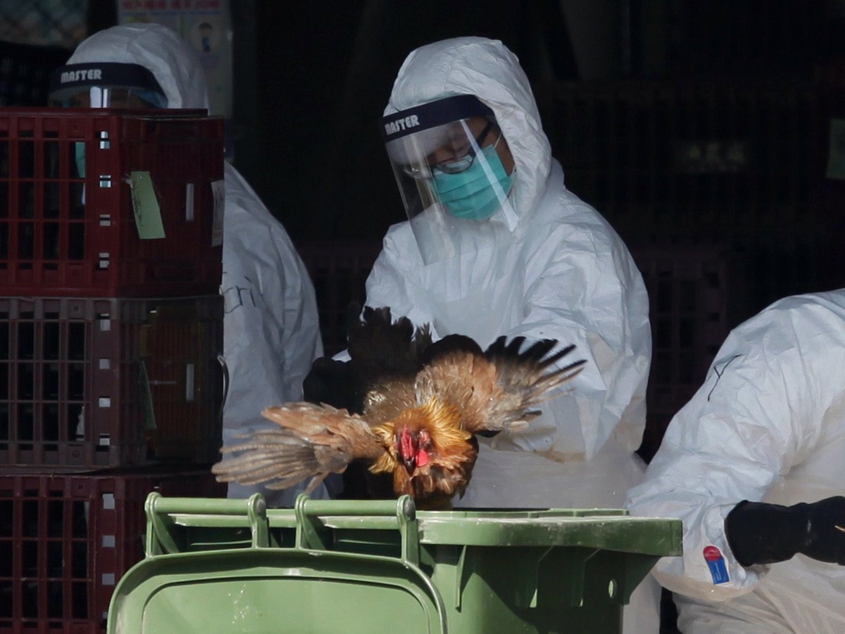 ⚠️ BREAKING: Another Child Infected with H9N2 Bird Flu in 🇭🇰 Hong Kong