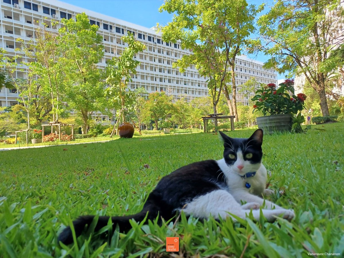 kasembundit's tweet image. นุดชอบบรรกาศในมอ.เรามั้ย !! #เขียวขจี 🍀

#มหาวิทยาลัยเกษมบัณฑิต #KBU #มกบ #KasemBundit