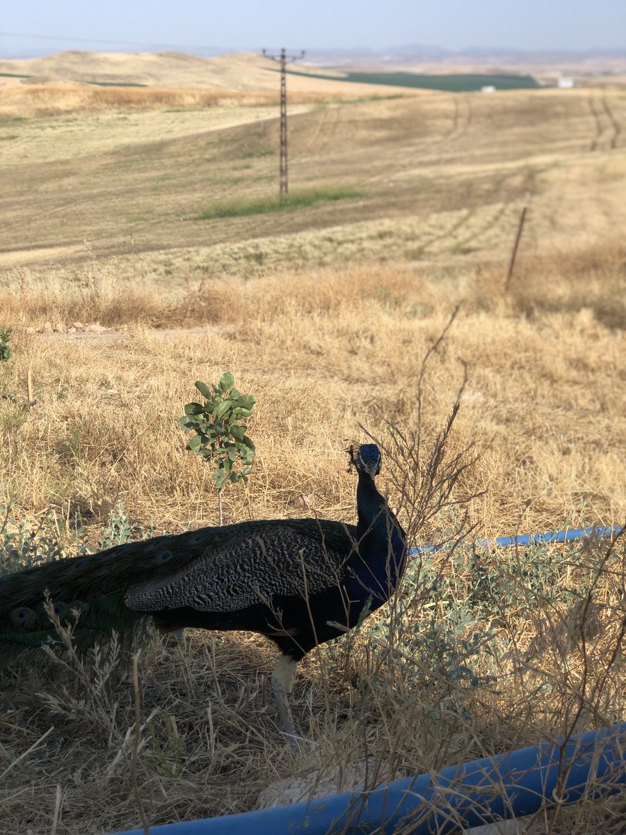 Roj baş 
Good mornıng
Sebehıl  zer
Günaydın 
Ömür bir türkü kadar kısa kimse kimseyi kırmasın dökmesin her şey aşk ile..