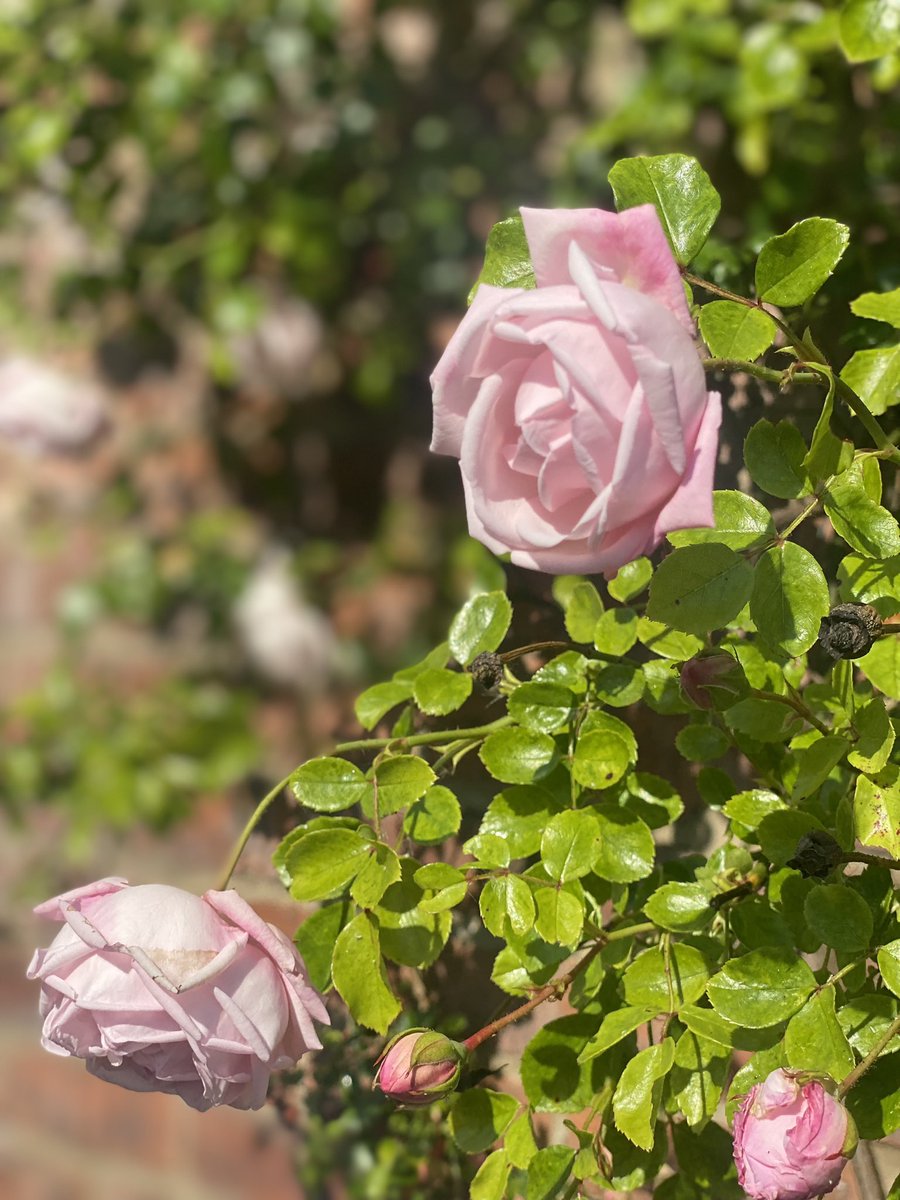 Dr.Sally Penni MBE🐝🐝 (She/Her) tweet media