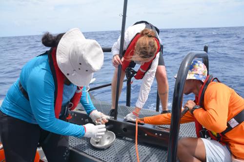 PICRCPalau's tweet photo. ➡️https://t.co/8rTwq66dYt
Job vacancy: Researcher/Science Officer for the Palau National Marine Sanctuary!
Work with stakeholders to develop and conduct research, disseminate results, and implement the PNMS Science &amp; Monitoring Strategy. 
Please retweet🔁 and share.
#marinejobs https://t.co/oaAwxk3O5S