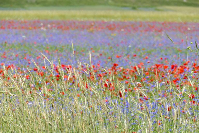Buongiorno a Tutti⚘....
con una pennellata di colori che ci regala la fioritura della lenticchia a Castelluccio di Norcia, al centro del parco nazionale dei Monti Sibillini.