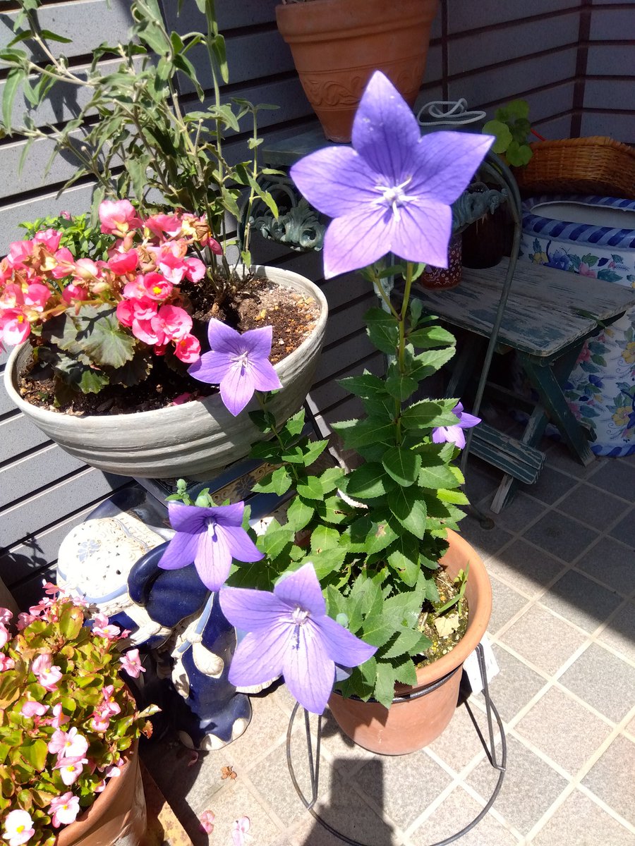 jun221atsu103's tweet photo. 秋の七草の桔梗が花開きました。少し前には菫が咲き、共に日本に昔からある紫色の花です。菫色はやや青味がかった濃い紫色、桔梗色は青味がかった薄い紫色です。色分解すると、菫色が青70赤70に対し、桔梗色は青72赤80、いずれも黄色は0です。桔梗色は赤が濃いのに薄い紫色であるのがわかりません。 https://t.co/VQGSG1rOTD