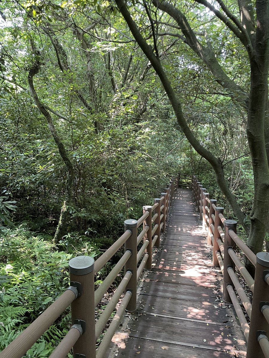 davidmrive's tweet image. Go Pirates! 4R making the most of Jeju Gotjawal Provincial Park which is right on our doorstep! Walking field trips are the best, especially at this time of the year. #jeju #hike #gotjawal @SJA_Jeju 🌲🌲🌲🌲🌲✌🏻