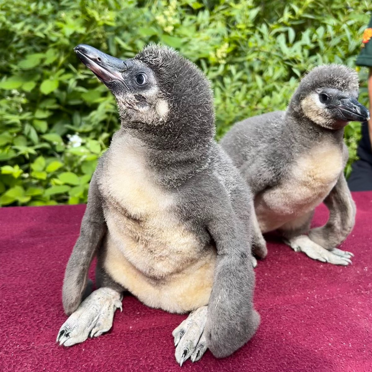 Meet our new arrivals... seven Humboldt penguin chicks! The three male and four female chicks, which began hatching on 25 April 2023 (which is World Penguin Day... fitting!) are gaining strength and confidence daily thanks to the care from their parents and zoo keepers🐧