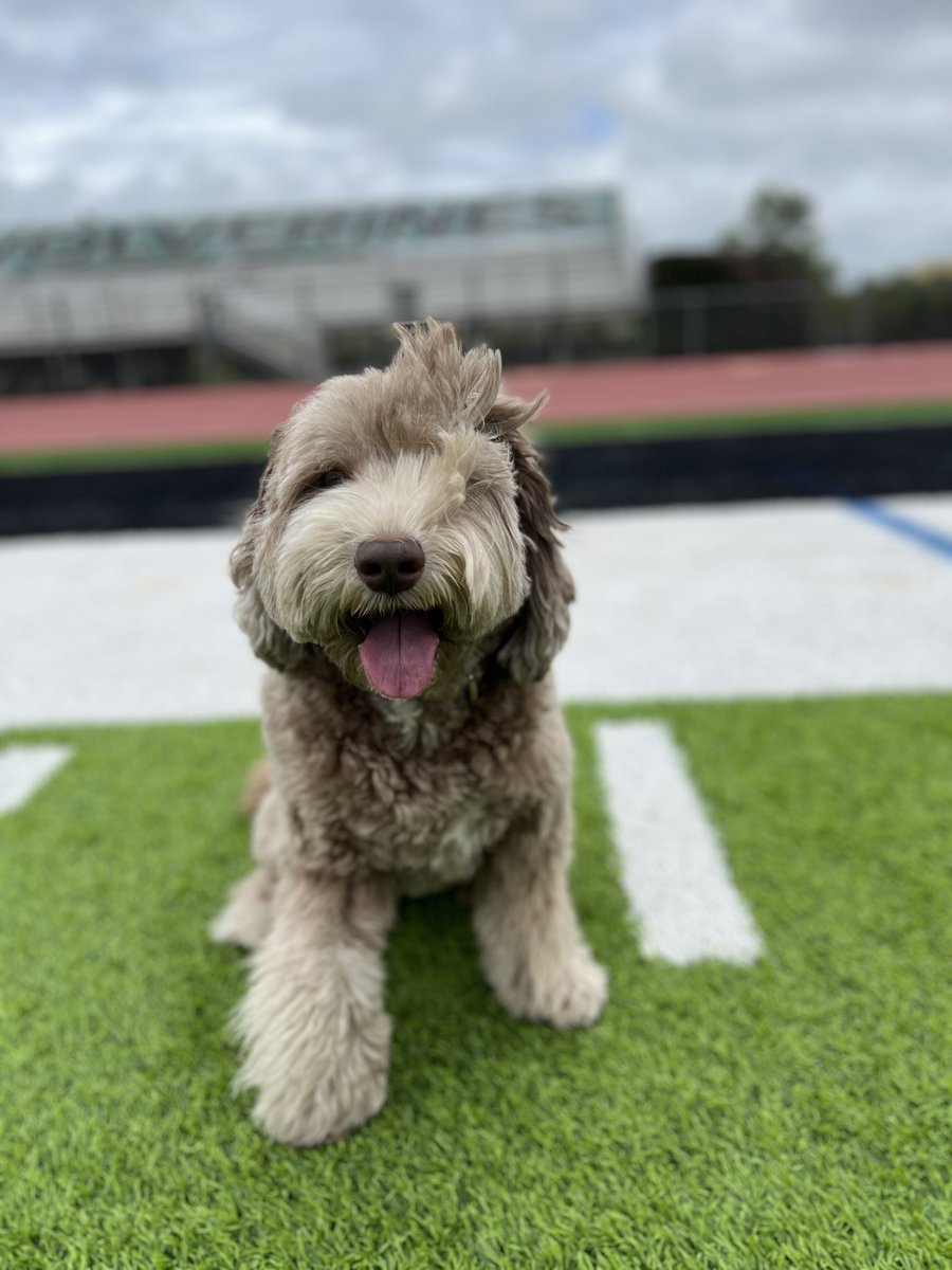 TurFresh's tweet photo. So lucky to have moose represent #turfresh as one of our brand mascot. #howtocleanturf #turfcleaning come visit us! https://t.co/hXm70BqaIr https://t.co/7Pp2X9qAJ7