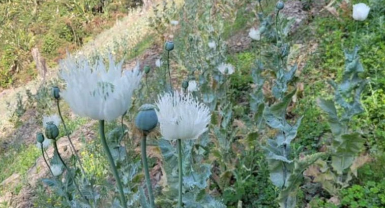DynaMaibam's tweet photo. https://t.co/g7LQv4jcm5
"Poppy cultivation fuels Manipur conflict: Economic struggle for meagre earnings vs. drug mafia's pursuit of money and power. Unveiling the root cause. #ManipurConflict #PoppyCultivation"
#ManipurRiots #manipurviolence #ManipurBurning #ManipurOnFire #ManipurNews @narendramodi    @AmitShah    @PMOIndia   @ndtv   @aajtak   @TimesNow   @ABPNews   @BBCIndia  #OneMeitei #SaveManipur #SaveIndia #SaveIndigenous #PeaceInManipur #Truthprevail #Meiteiunited