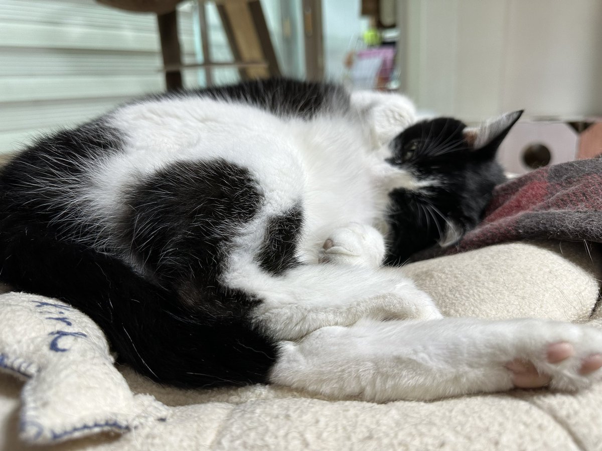 CatainKirk's tweet photo. 냥부랑 https://t.co/dBDYxos03x