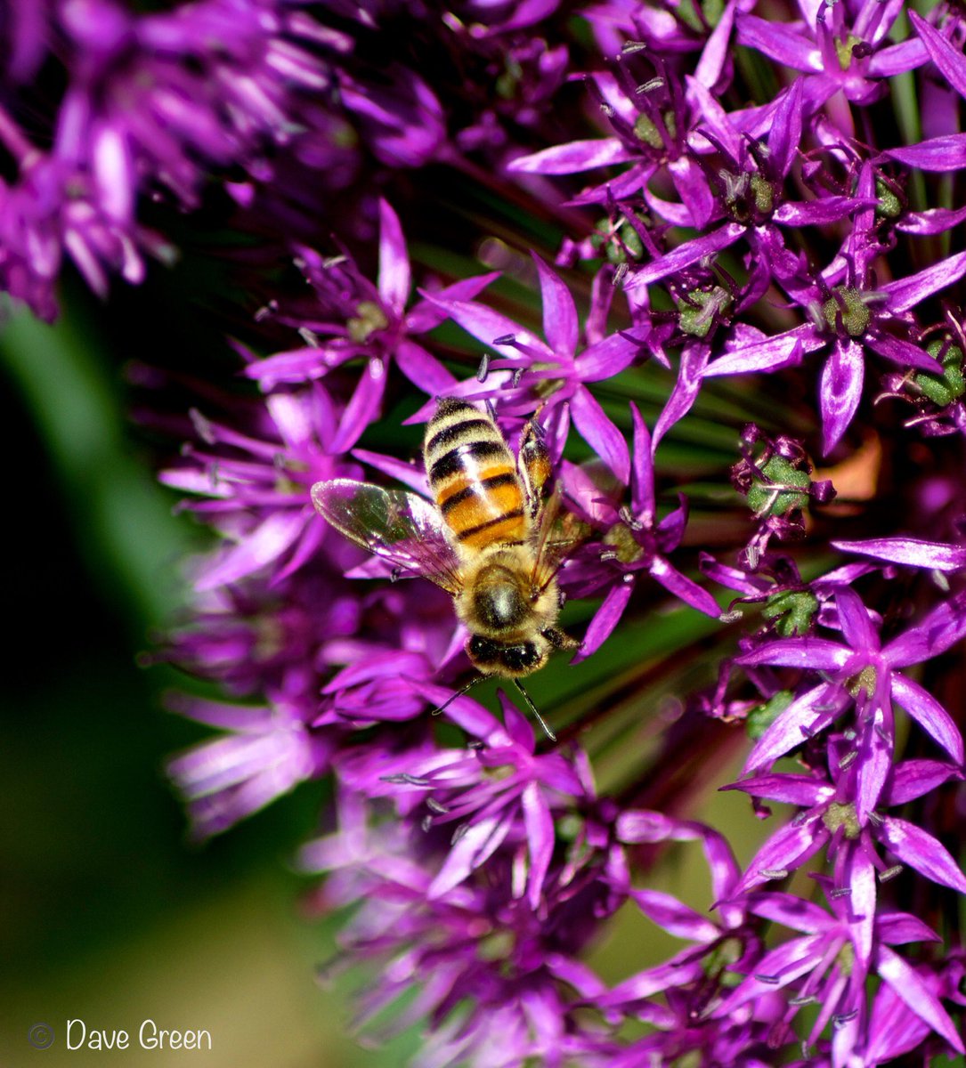 #Gardenersworld #nikonphotography @UKNikon @NikonEurope @NikonUSA @ThePhotoHour @MacroHour @TamronUK #flowerphotography #macrophotography @AP_Magazine #InsectThursday
Allium and the Bee