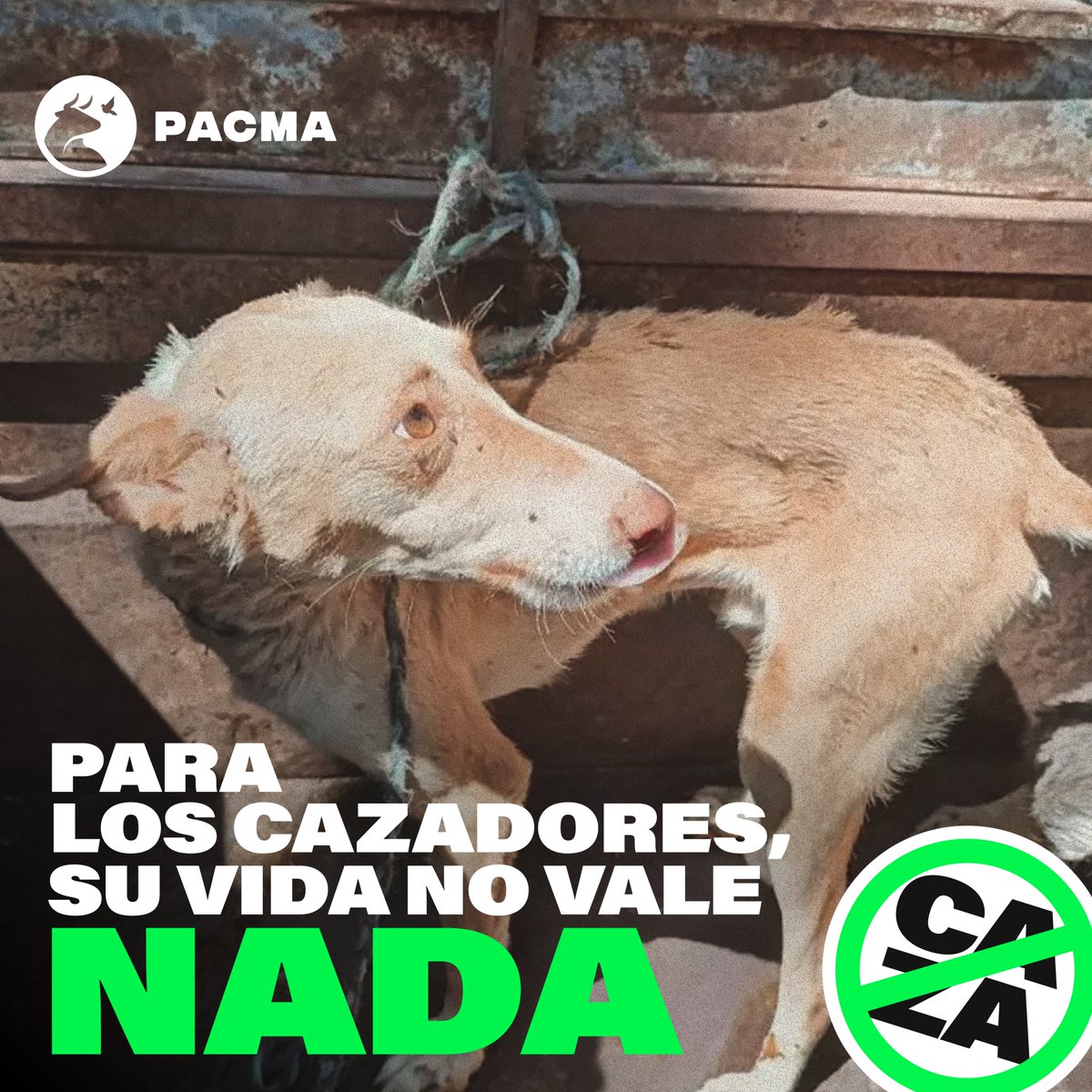 Para un cazador, la vida de perros como este no vale NADA, porque los consideran meros objetos, herramientas con las que conseguir su objetivo: matar animales.

Hasta que no se prohíba la caza, esta lacra no cesará. Y somos el único partido que quiere ponerle fin. #StopCaza