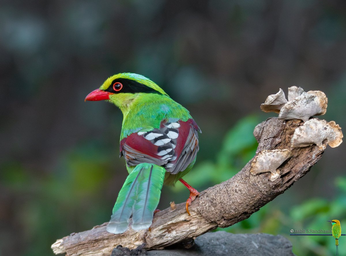 Common Green Magpie (Cissa chinensis)
ebird.org/species/gremag1
Sattal, Uttarakhand

#IndiAves @IndiAves #VIBGYORinNature @Britnatureguide #ThePhotoHour #BBCWildlifePOTD @Avibase @cbcchandigarh @NatGeoIndia #EarthCapture @BBCEarth #TwitterNatureCommunity #BirdPhotography #Nikon