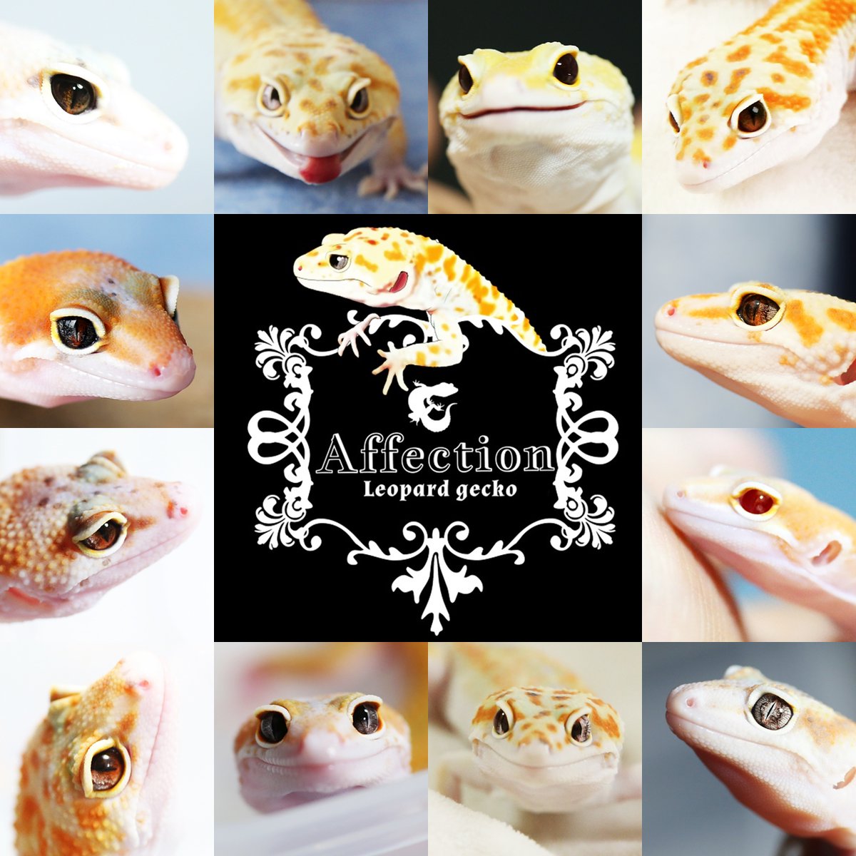 AffectionRep's tweet image. Twitter仕様変更によりDMが送れないなどありましたら、プロフィールに記載しているインスタアカウントにDMください。 

 インスタアカウントが無い場合で、相互フォローになっておらずDMが送れない時は、フォローした上でこのスレッドに「DM希望」とコメントをください。