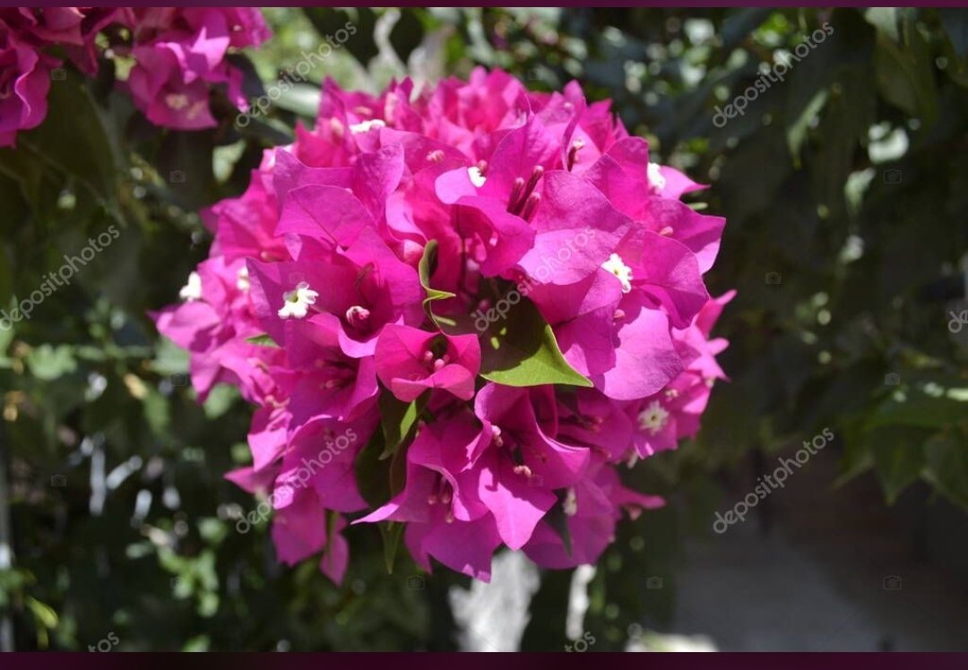jordanism76's tweet photo. Begonvil-----Beugainvillea

https://t.co/t15MBgPGvh

#photooftheday #picoftheday #nikon
#photography #sell #world #photographers #contributors #dayshots #sweet  #depositphotos
 #photo #sell #cute #beautiful #flowers #blossom #begonvil #beugainvillea #pink #purple #fuchia https://t.co/eEjqhUuyzv