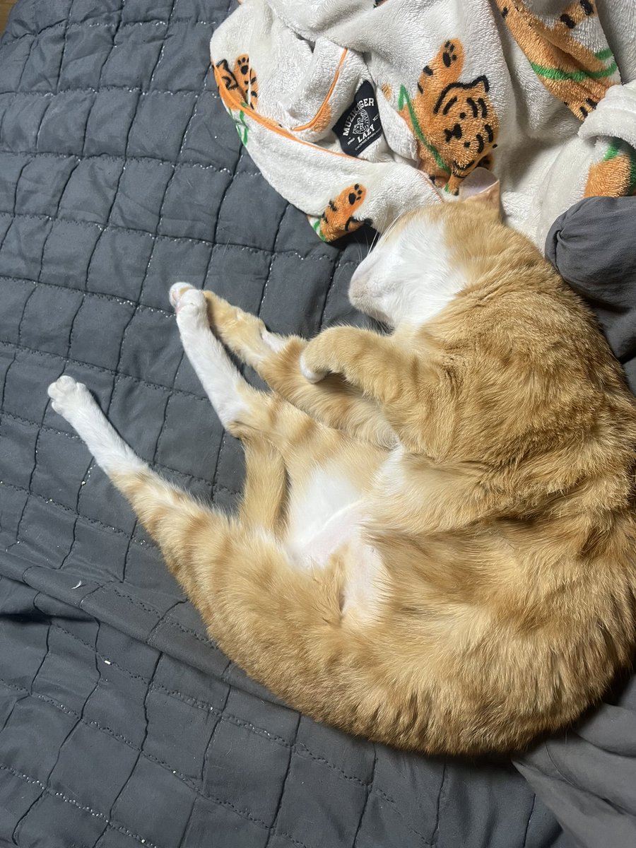 다다의 입원비와 치료비는 250만원이 나왔지만 그래도 다다가 점점 좋아져서 마음이 편안하다. 이것이 집사의 맴!!!!