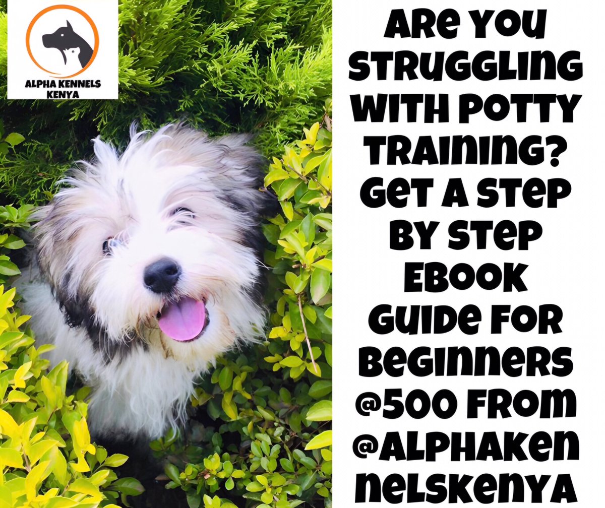 Are you struggling with potty training?Get a step by step Ebook guide for beginners @500 from @alphakennelske

#Wamuchomba
#Jalas
#FinanceBillDebate 
#Ngong
#DailyNation