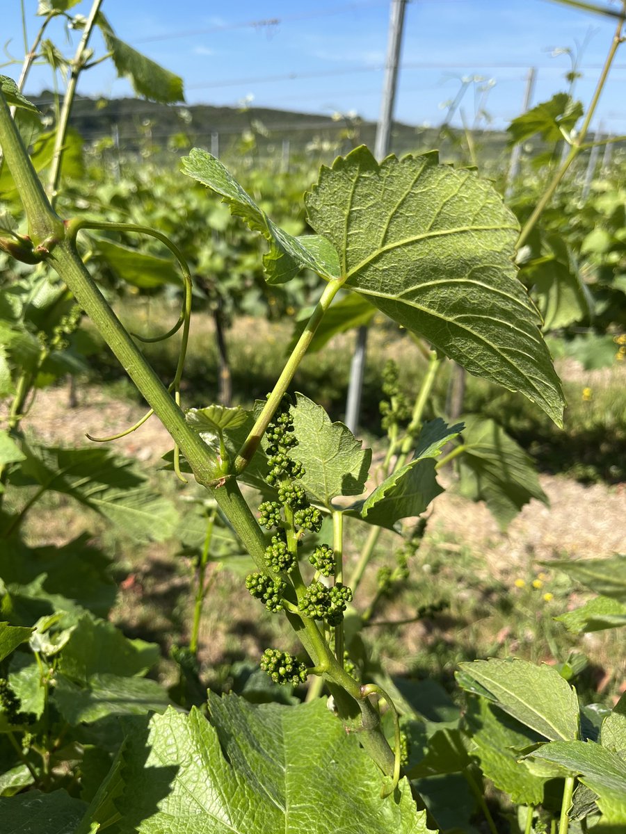 The warm weather has allowed the vines to catch-up and we can expect flowering to start in the next fortnight. I’ve never seen the vineyard look so consistently good across the site @RathfinnyEstate #RathfinnySummer