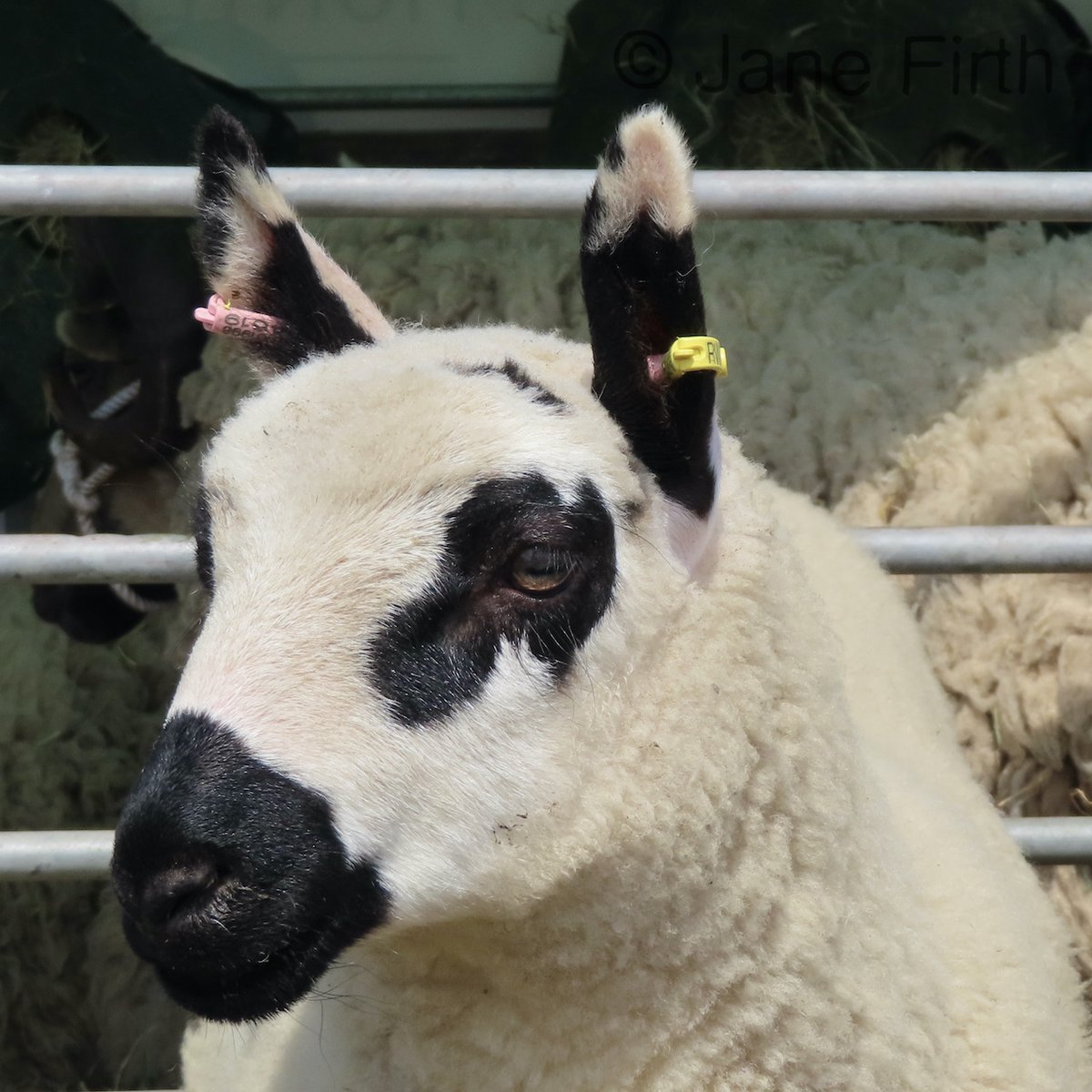 My suggestion for #sheepoftheweek @BritishWoolFarm  is this beautiful #KerryHill lamb photographed at the #Cumberlandshow @BritishWool @UlsterWool #britishnativebreeds