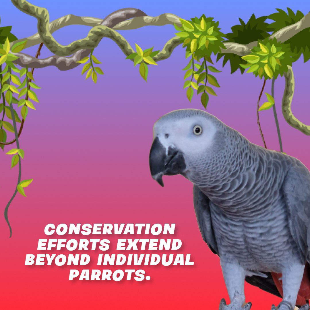 hugotheparrot's tweet photo. Our soon-to-be-founded organization will work with local and global groups to protect and restore the natural habitats of African Grey Parrots.
Let's address deforestation and habitat fragmentation together. π³π¦
#HugoParrot #HabitatConservation #NFTCommunity https://t.co/cXbdEMHhNT