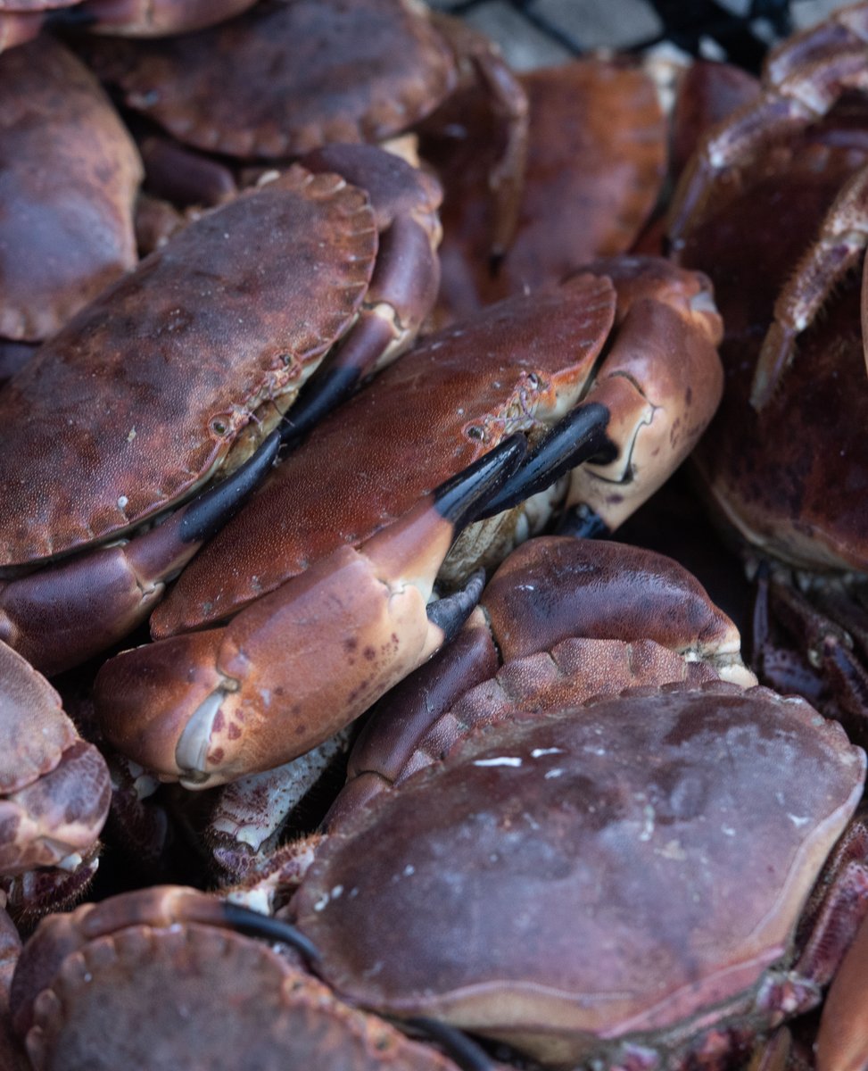 wharveyandsons's tweet photo. Look at these beauties! 🦀 #crabseason #wharveyandsons #cornishshellfish https://t.co/iZ5ljj43Xv