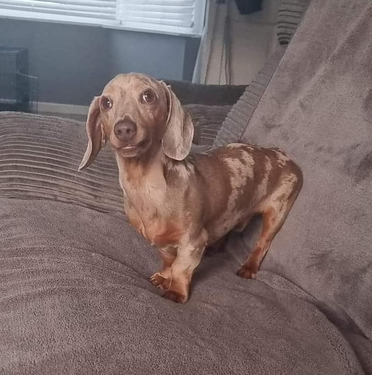 Dougie is a male #Dachshund tan/beige merle, who went #missing #stolen from the #Parr area of #StHelens #WA9 area, on Sunday, 4/6/23. Chipped. doglost.co.uk/dog-blog.php?d… #StolenDog #LostDog #MissingDog #dogsoftwitter