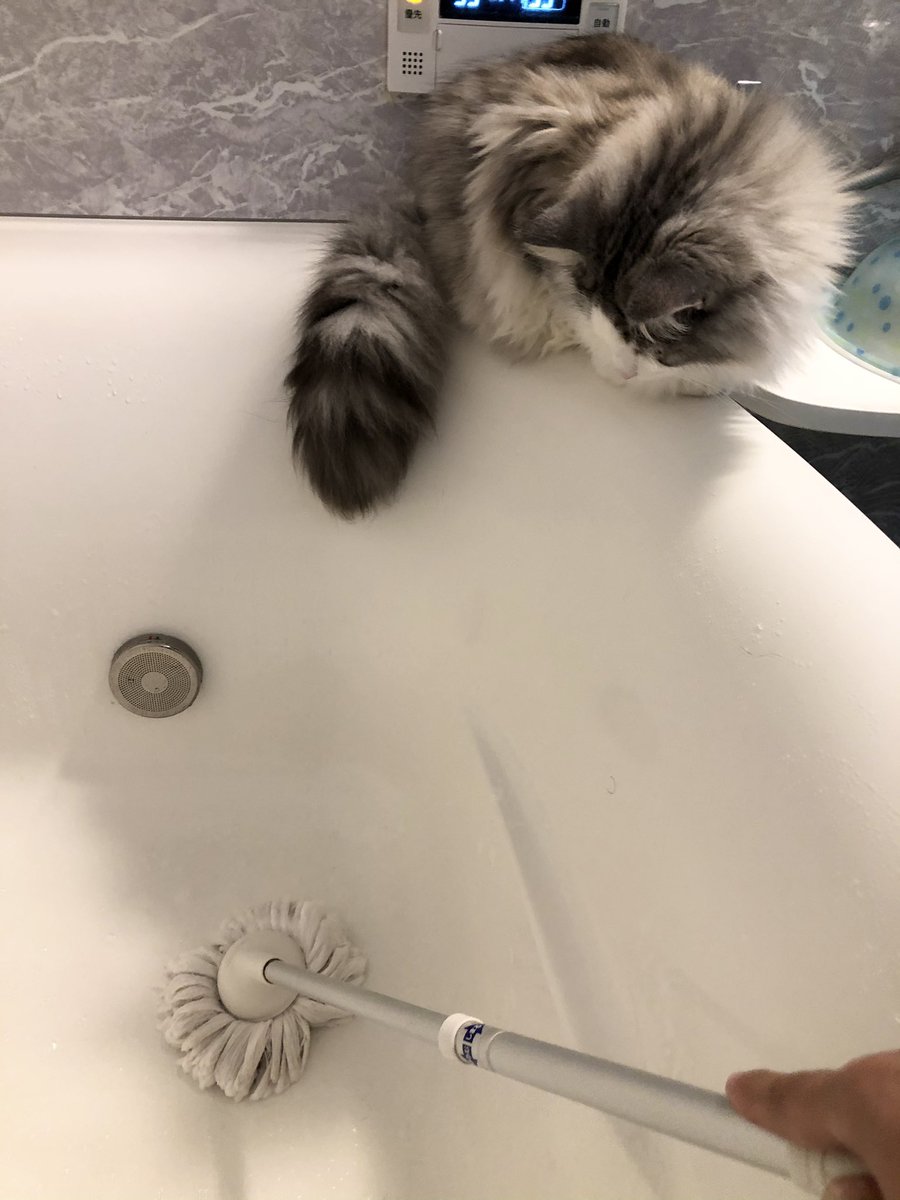 お風呂掃除を見守ってくれる優しい猫 https://t.co/gcfXEH65gp