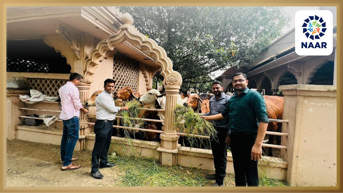 NaarFoundation's tweet image. NAAR FOUNDATION came together for the noble cause of feeding cows in the neighbourhood of Gaushala. 
They made certain that the animals at Gaushala are well cared for and treated.
#socialactivity #ahmedabad #SGVP #communityengagement #makingadifference #socialimpact #givingback