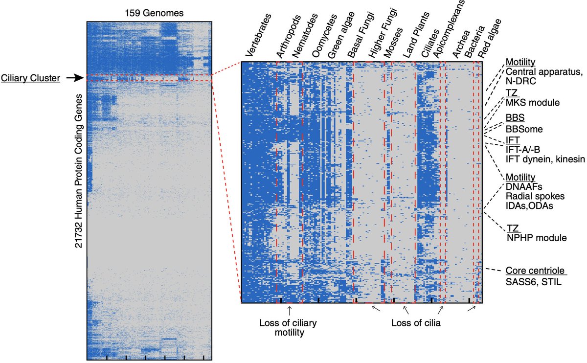 We are excited that our most recent paper is now out in EMBO journal, check it out! Congratulations to the authors <a href="/JeroenDobbelae5/">Jeroen Dobbelaere</a>, Tiffany Su, Balazs Erdi and Alexander Schleiffer 🥳🤓👩‍🔬
embopress.org/doi/full/10.15…