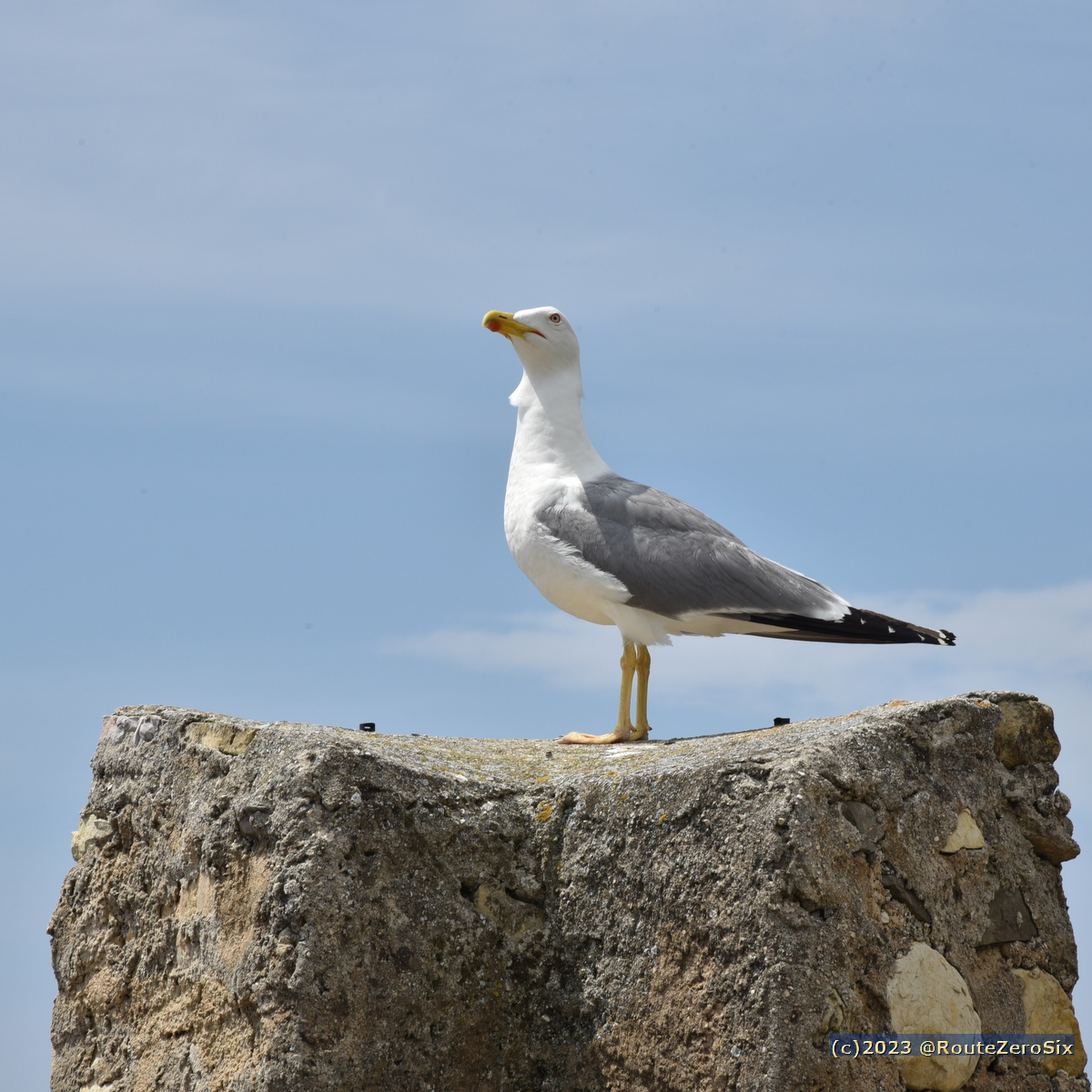 Il se prend pour qui, lui ? 😂

#goeland #gull #roquebruneCapMartin #Mediterranee