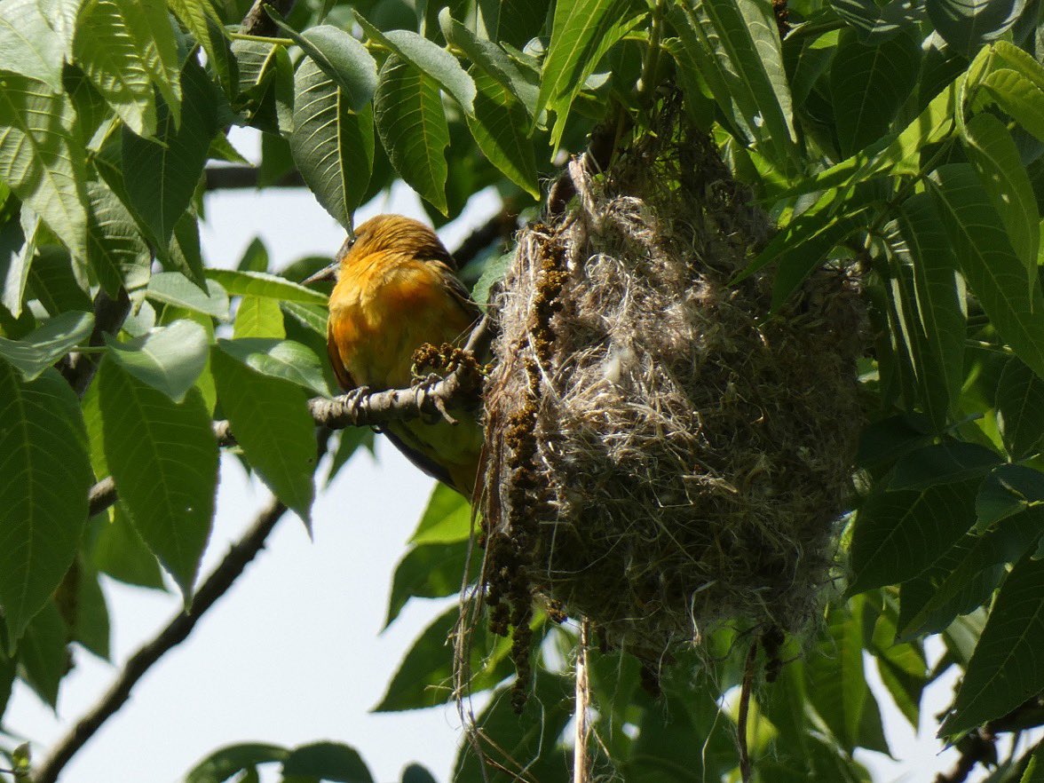 Roppity Photography on Twitter "RT lucylenora1 More pics of Momma