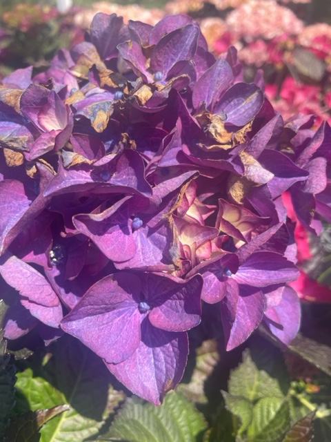 sempervirens13's tweet photo. If you love Hydrangea’s you are going to love the huge variety we have in stock 😍 20% off today before 3.00pm with your loyalty card #hydrangea #Loveyourgarden #Whitton #Twickenham #Hounslow #Teddington #Hampton #SunburyOnThames #Richmond #Teddington https://t.co/oWSB0RSQfj