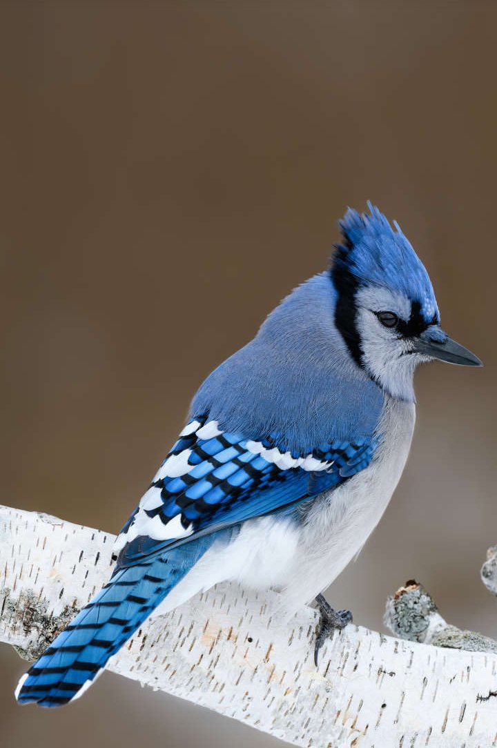 Normal person: Amazing. That's a bluejay bird.
Regular Show fans: Look, it's Mordecai!
TOH Fans: 🧇🧇🧇
.
.
.
.
.
.
.
.
.
.
.
.
#bluejays #bluejaybird #mordecai #regularshow #toh #theowlhouse #theowlhousewaffles #regularshowmordecai