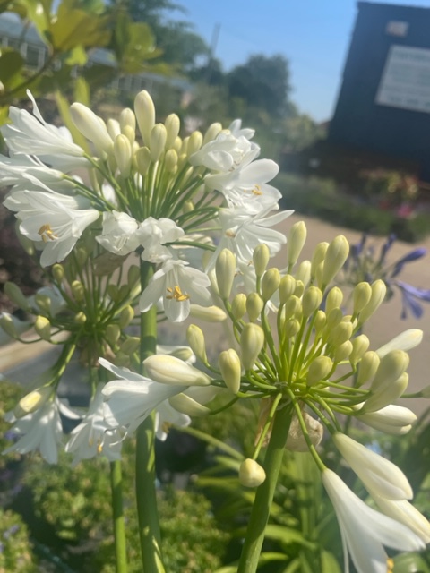 sempervirens13's tweet photo. Just a few of the plants looking beautiful on the nursery today 😍#Loveyourgarden #Whitton #Twickenham #Hounslow #Teddington #Hampton #SunburyOnThames #Richmond #Teddington https://t.co/CMZFDGJvqP