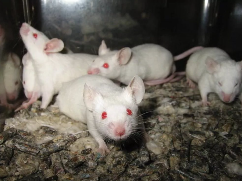 upfbioeng's tweet photo. In a commentary published alongside the Nature study, experts Diana Laird and Jonathan Bayerl noted that this work opens new avenues in reproductive biology and fertility research for both animals and humans. However, they emphasized several caveats. https://t.co/RoVM7aRDss