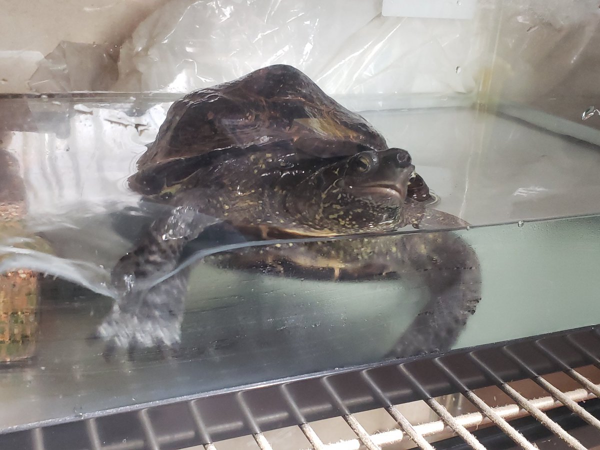 亀です カメジェンヌ (@KOAYGbHGvVE5DXU) / Posts / X