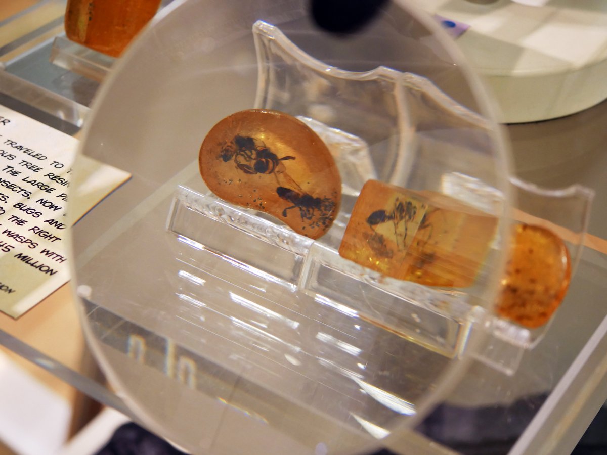 TorquayMuseum's tweet photo. #ObjectOfTheWeek: Insects in Amber
These insects, on display in our exhibition #SixLegged Superheroes, are trapped in fossilised coniferous tree resin that formed over 45 million years ago. The large piece contains about 15 preserved insects, some now extinct. #insects #amber https://t.co/rwiWfhCszN