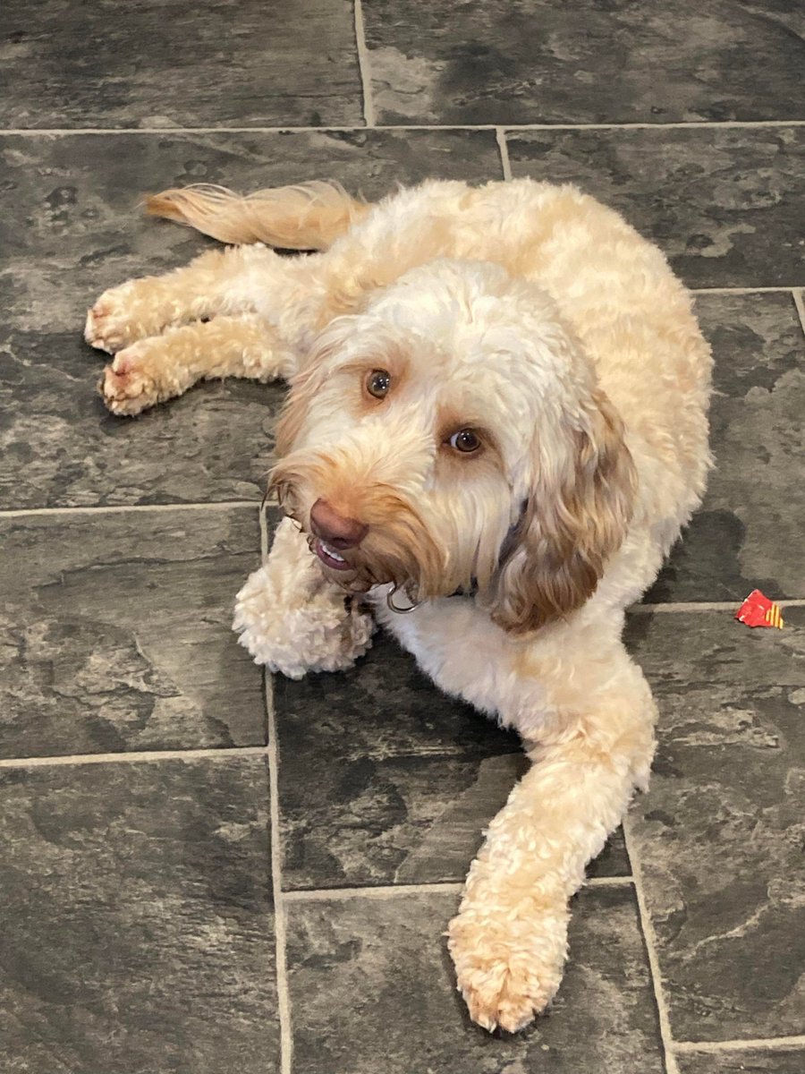 #forgottensoulshour
Eila 18 month old Cockerpoo, 
she came in with bad injuries 
from an RTA, she does resource 
guard and can be reactive with 
other dogs, would like her to 
have a larger male doggy 
friend if they are a good 
match, more info/adopt her 
from @EGLR1 UK