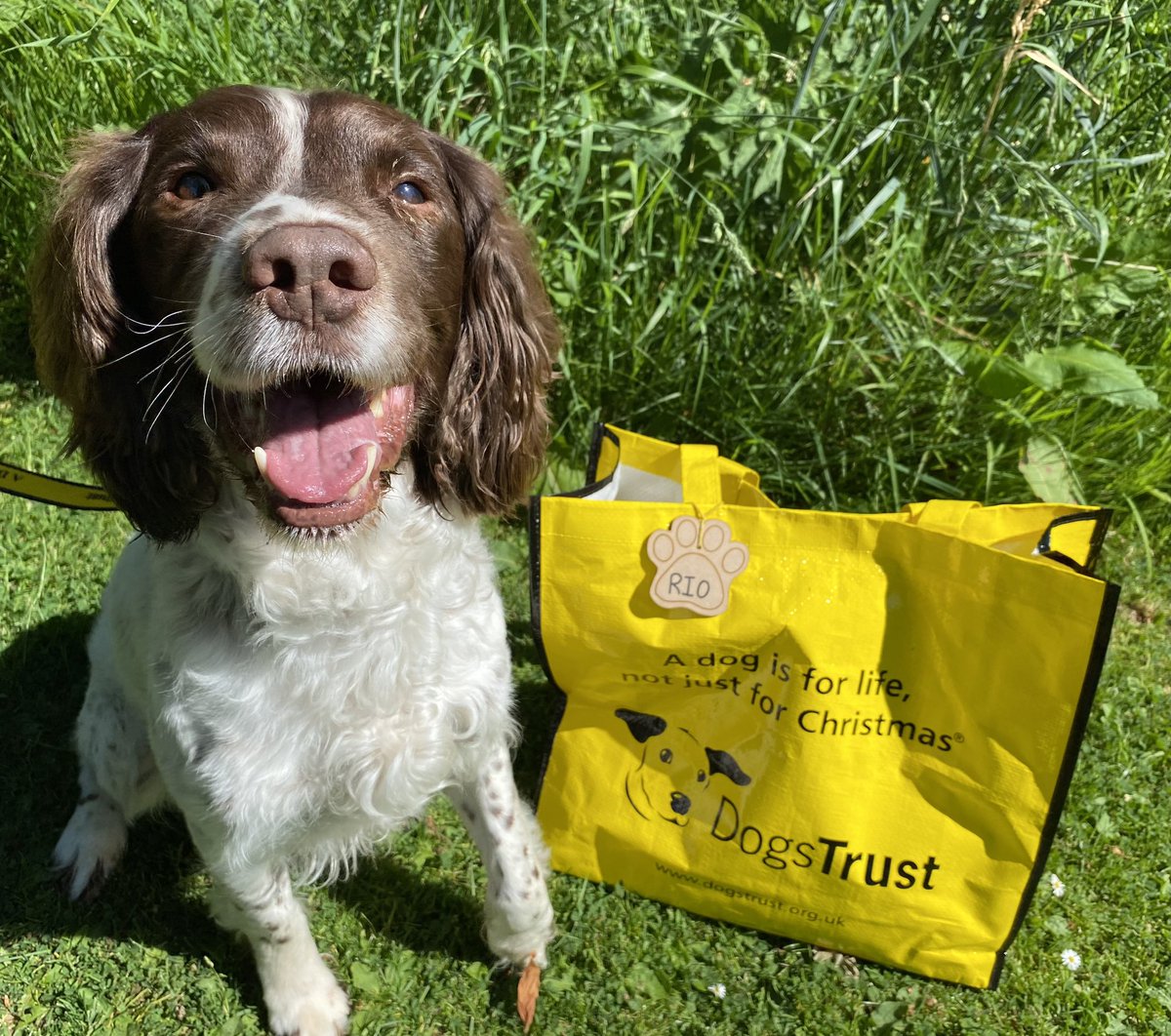 DT_WestCalder's tweet photo. Rio 🐶was absolutely delighted 😁 that today was his big yellow bag day! He happily packed his bag🎒 and went off to his new 🏡 home 🏡 #bigyellowbagday #bagpacked #AdoptDontShop @DogsTrust 💛 https://t.co/IPOq9yOu6x
