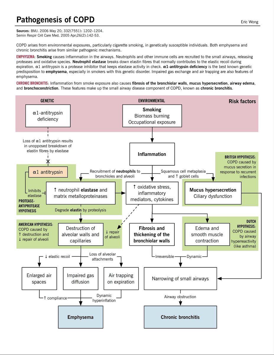 Pathophysiology and Pathogenesis of COPD (Emphysema and Chronic bronchitis)