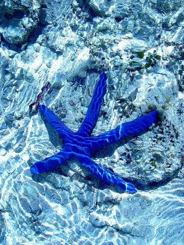 💦💦💦💦💦💦💦💦💦💦💦💦
#ThursdayMotivation #GoodMorningTwitterWorld 
#Gratitude #follo4folloback #HappyWeekend  #PeaceAndLove #beachelovers #Exploring #PlacesToTravel  #photography #naturelovers #sealife #starfish #scubadiving 
 🎥⤵️🤿
#EmbuduApril2023
youtube.com/watch?v=BZE0ND…