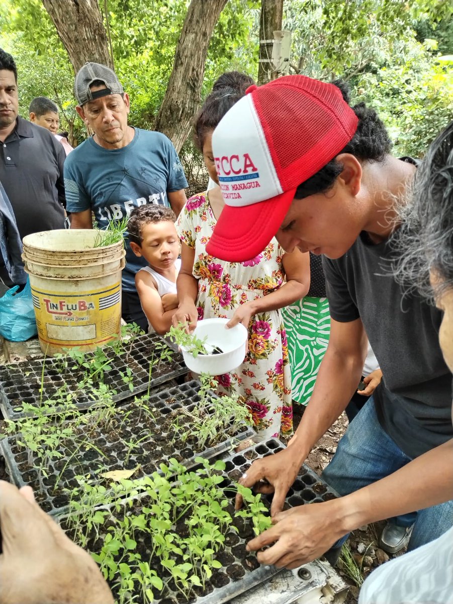 MEFCCA entrega a protagonistas 👨🌾 del bono PATIO SALUDABLE de Comunidad San Luis del Distrito III de Managua,un total de 2070 plantas entre hortalizas, verduras y enramadas en pequeña escala,Plantas:Tomate,Chiltoma,Berenjena,Cebollin,Pipian,Calala,Espinaca  #FuerzaDeVictorias