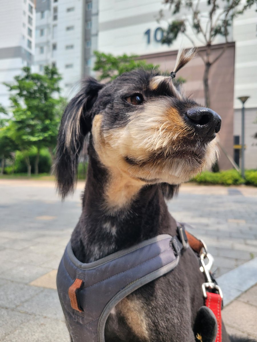 ShumiTommy's tweet photo. 🐕털 까까따 아 씨언해 https://t.co/AkPHMI8JIK