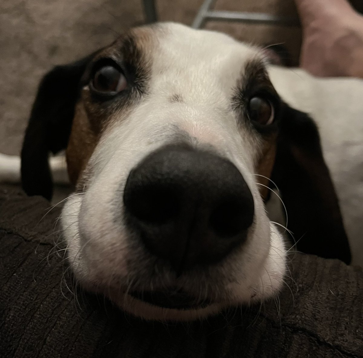 thedudewooflops's tweet image. Um, I was told there would be pets here… #PetTheDude #DogsOfTwitter @boopmynose #WeRateDogs @dog_rates