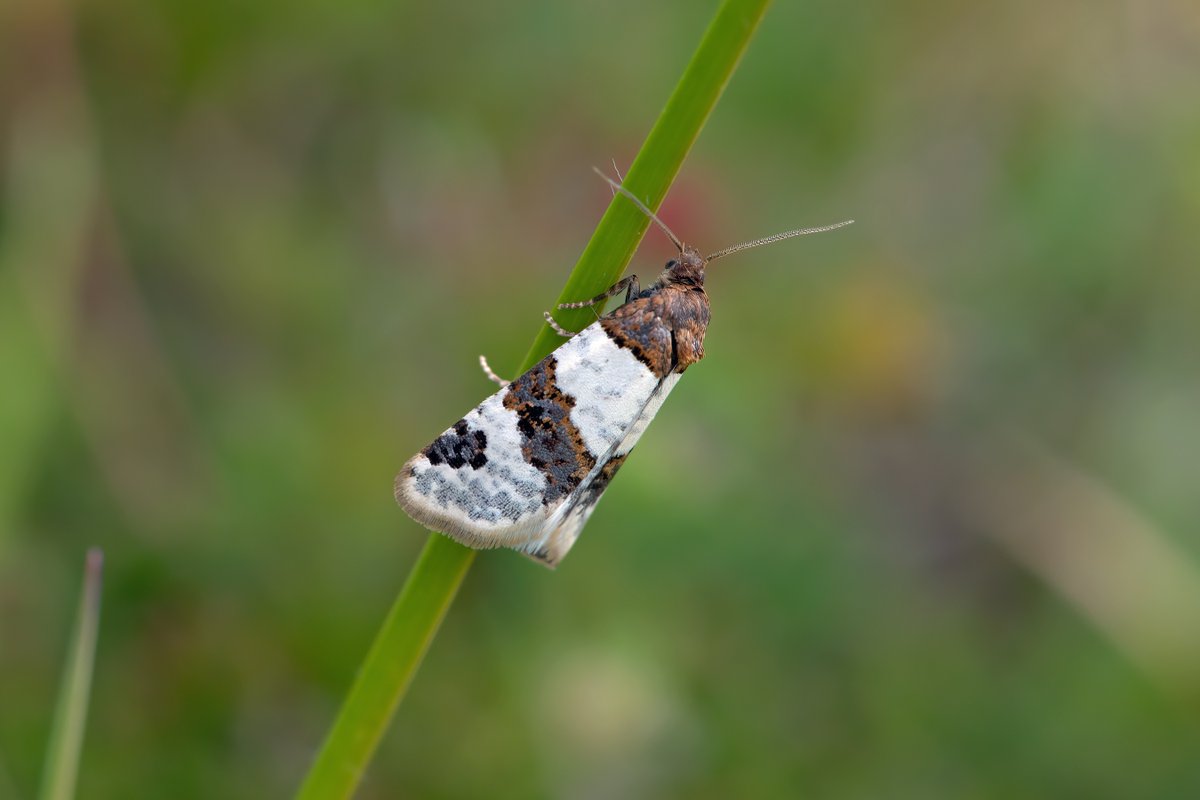 PTES's tweet photo. In the UK and Ireland, we have more than 2,500 species of moth, yet they often go unnoticed, especially our micro-moths! 🦋

Our new intern Anna is investigating Scottish single site micro-moths during her PTES internship. Find out more
👉 https://t.co/Z6lfCjphiC

📸Nigel Voaden https://t.co/qTtnJbp1Mh