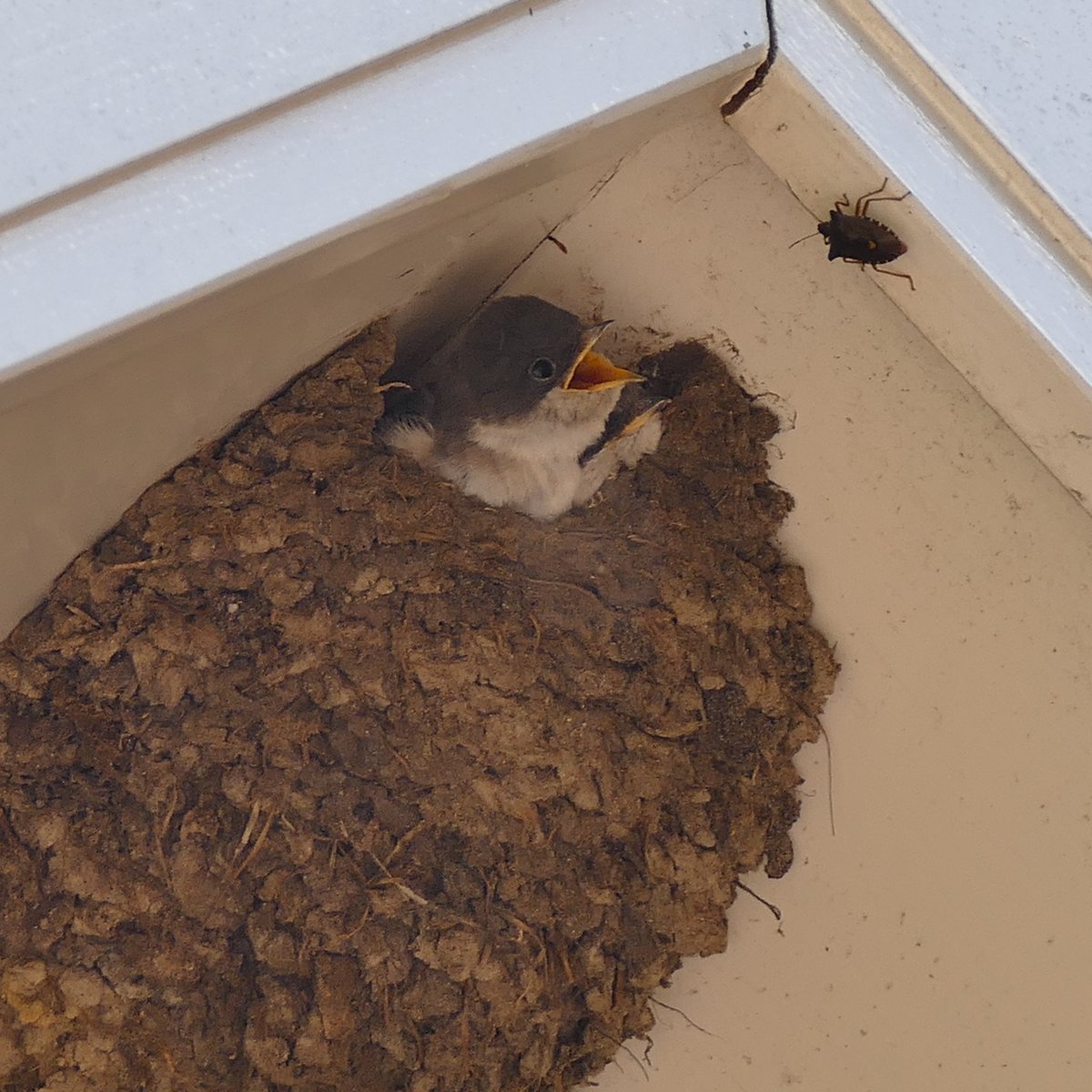 Jolandanvh's tweet image. Dag 15 van #Junieke_Fotografie heeft het thema #FatalAttraction 
Jonge Boerenzwaluw. Hij kon er nèt niet bij, maar oh wat wilde hij graag 😅 
@SiaWindig