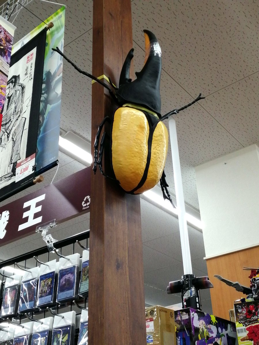 offhousemeike's tweet photo. あんな所に！！
でっっっっっっっっっっっっかいカブトムシが！！！！！！！！

#もうすぐ夏ですね
#お店に来たら
#��してみてください https://t.co/6VMgwUj57m