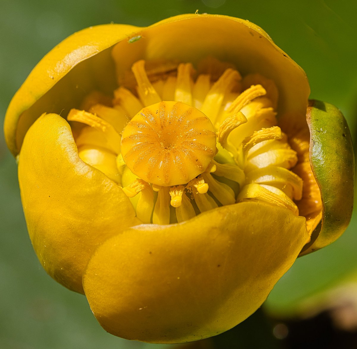 Nuphar lutea, the yellow water-lily, brandy-bottle, or spadderdock, is an aquatic plant of the family Nymphaeaceae #ThePhotoHour #dailyphoto #PintoFotografia #photography #fotorshot #Viaastockaday #art #photooftheday #photographer  #portraitphotography #macro
#Flowers