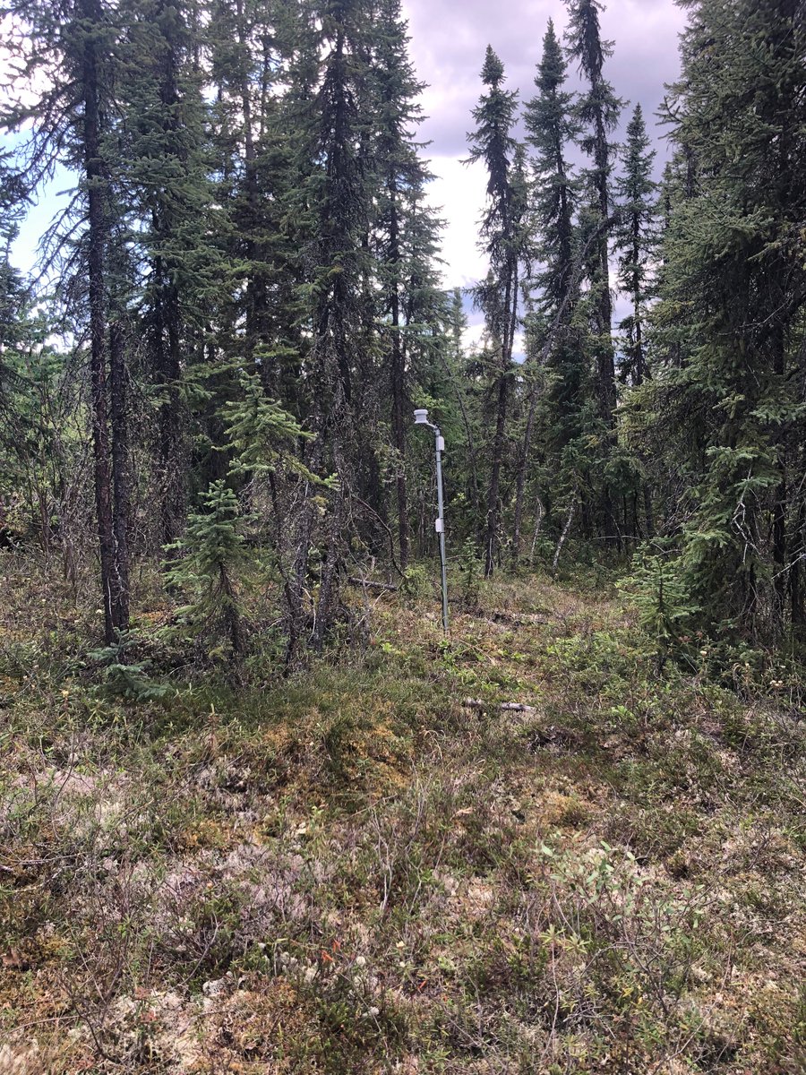 Earlier this week we instrumented 3 clearing histories of a farm in Fairbanks: undisturbed spruce forest, forest regrowth 21 years post clearing and an abandoned field that was cultivated for 17 years and abandoned for 4 years.