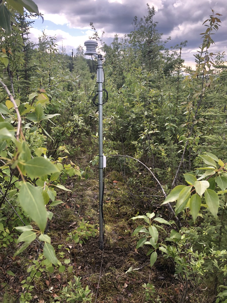 Permafrost Grown tweet media