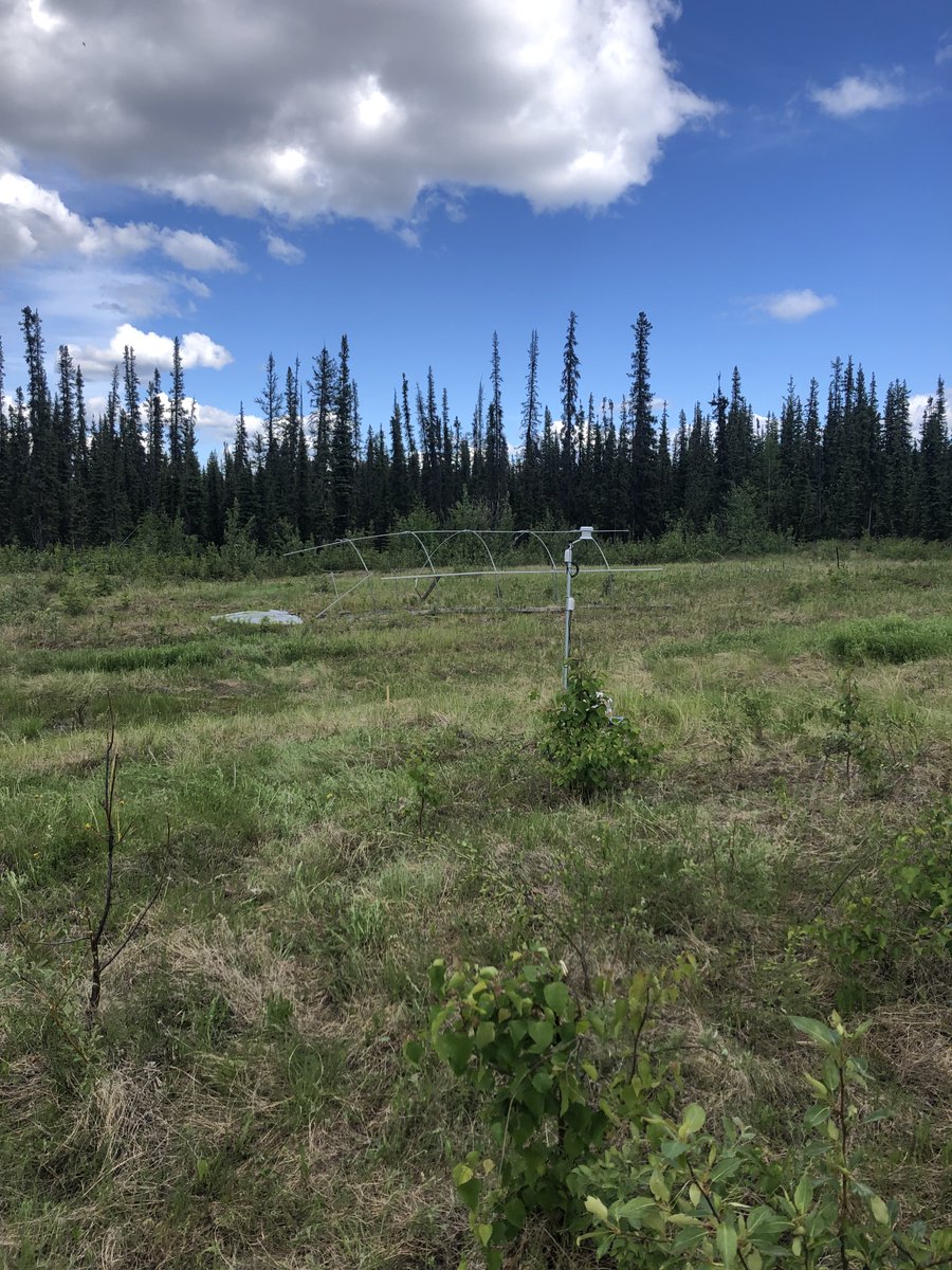 Permafrost Grown tweet media